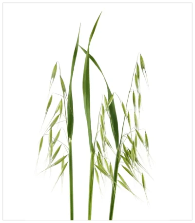 الشوفان البري