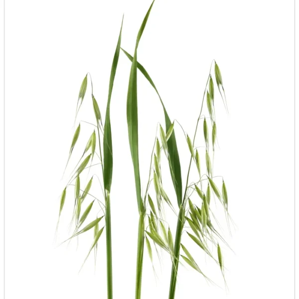 الشوفان البري