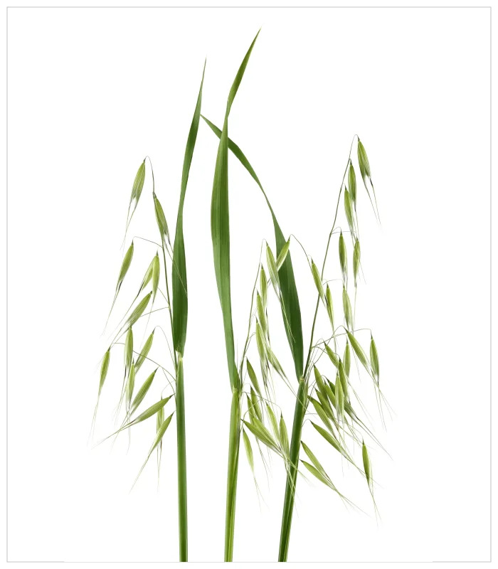 الشوفان البري