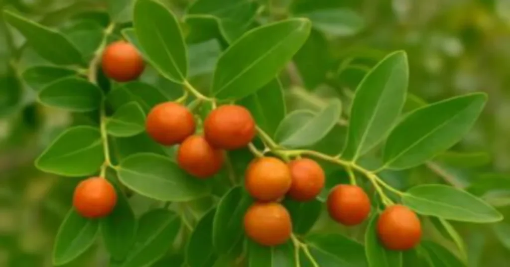 السدر: الشجرة المباركة