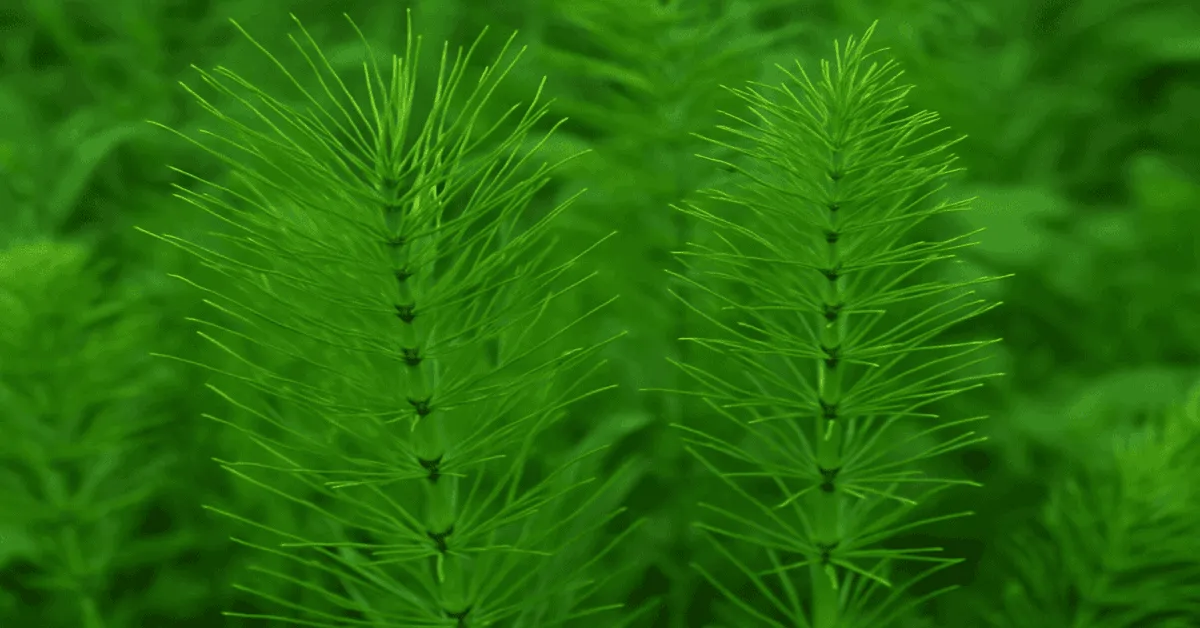 فوائد عشبة ذيل الحصان