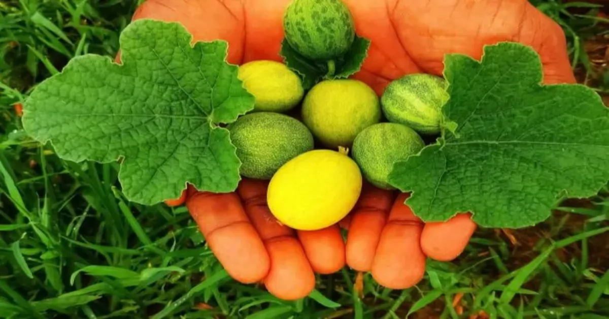 عشبة الحنضل