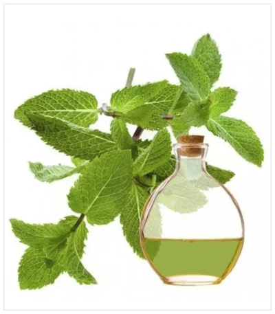 زيت الاريجانوا