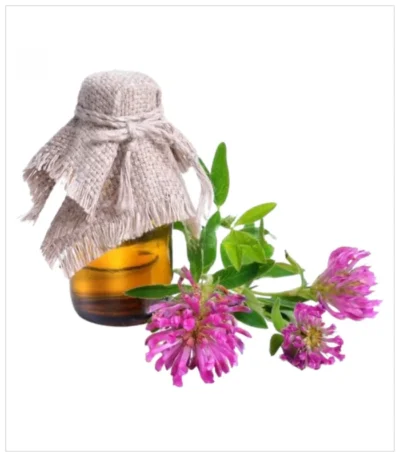 زيت زهرة أستر