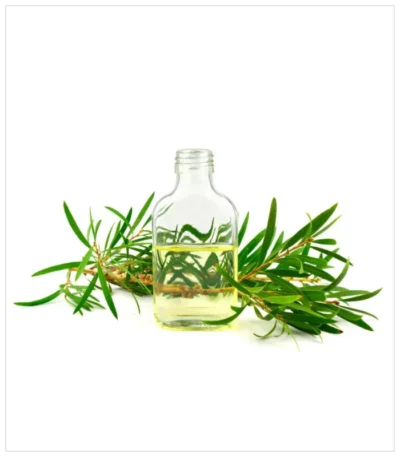 زيت شجرة الشاي